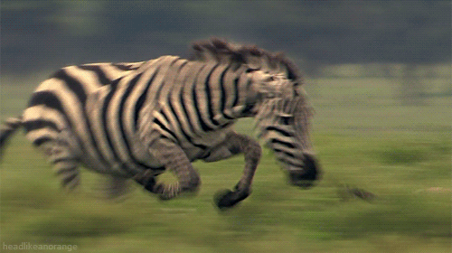 Você consegue identificar os animais mais rápidos do mundo?