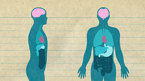 Quiz de Anatomia e Fisiologia do Coração: Quanto você sabe sobre o motor do seu corpo?