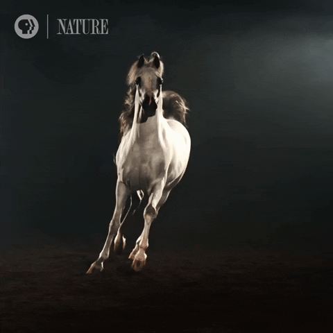 Quiz sobre Cavalos: Quanto você sabe sobre esses animais majestosos?
