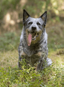 Quiz sobre o Cão de Gado Australiano: Quanto você sabe sobre essa raça?