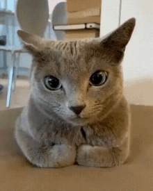 Quiz sobre o Gato Russo Azul: Quanto você sabe sobre essa raça felina?