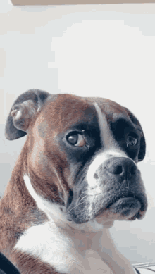 Quiz do Boxer: Quanto você sabe sobre essa raça canina?