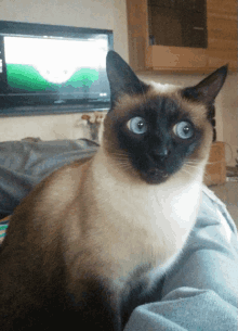 Quiz sobre gatos siameses: o quanto você sabe sobre essa raça felina?