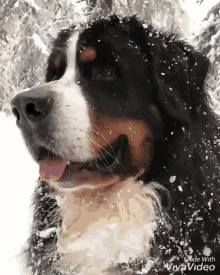 Quiz sobre o cão de montanha Bernese: Quanto você sabe sobre essa raça?