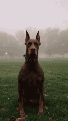 Quiz sobre o Doberman Pinscher: Quanto você sabe sobre essa raça canina?