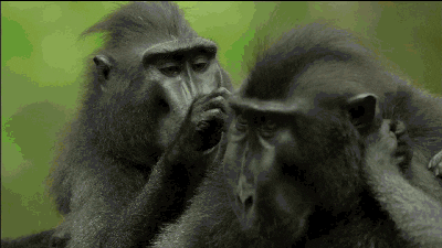 Quiz de Macacos: Quanto você sabe sobre esses animais inteligentes?