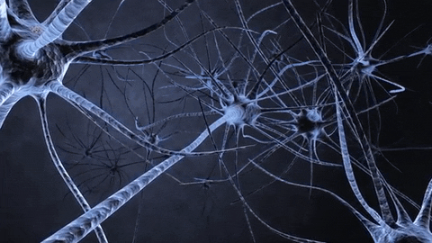 Quiz do Sistema Nervoso: Quanto você sabe sobre seu cérebro e nervos?