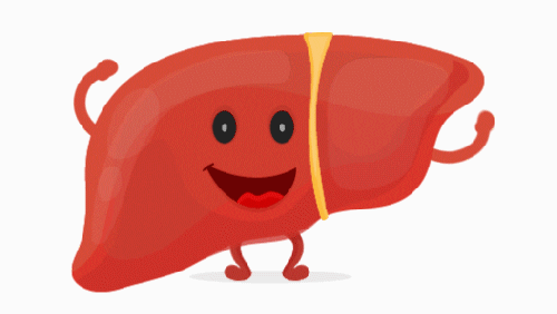 Quiz de Anatomia e Fisiologia do Fígado: Quanto você sabe sobre este órgão vital?