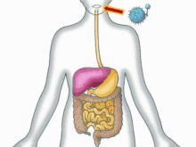 Quiz do Sistema Digestivo: Quanto você sabe sobre o seu corpo?