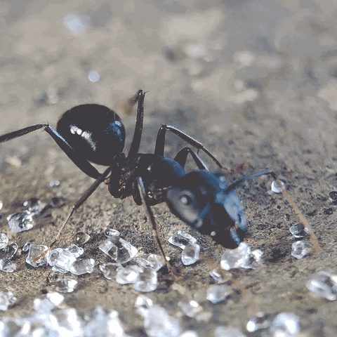 Quiz sobre Formigas: Quanto você sabe sobre esses insetos trabalhadores?