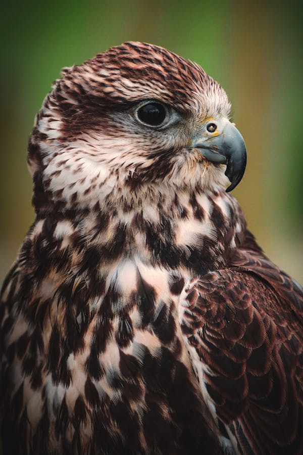 Quiz sobre falcões: quanto você sabe sobre essas aves majestosas?