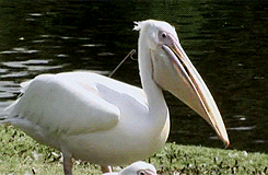 Quiz sobre Pelicanos: Quanto você sabe sobre essas aves marinhas?