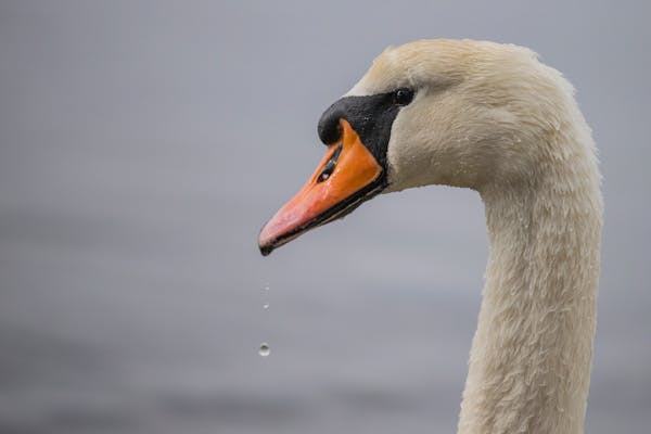 Quiz sobre Cisnes: Quanto você sabe sobre essas aves elegantes?