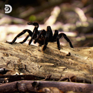 Quiz sobre aranhas: Quanto você sabe sobre esses fascinantes aracnídeos?