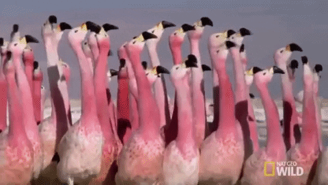 Quiz sobre Flamingos: Quanto você sabe sobre essas aves cor-de-rosa?